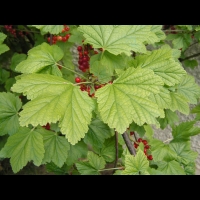 Groseille (Pas de Calais) (01)